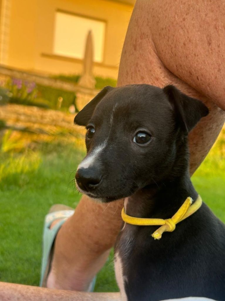 De Saint-briac - Chiots disponibles - Whippet